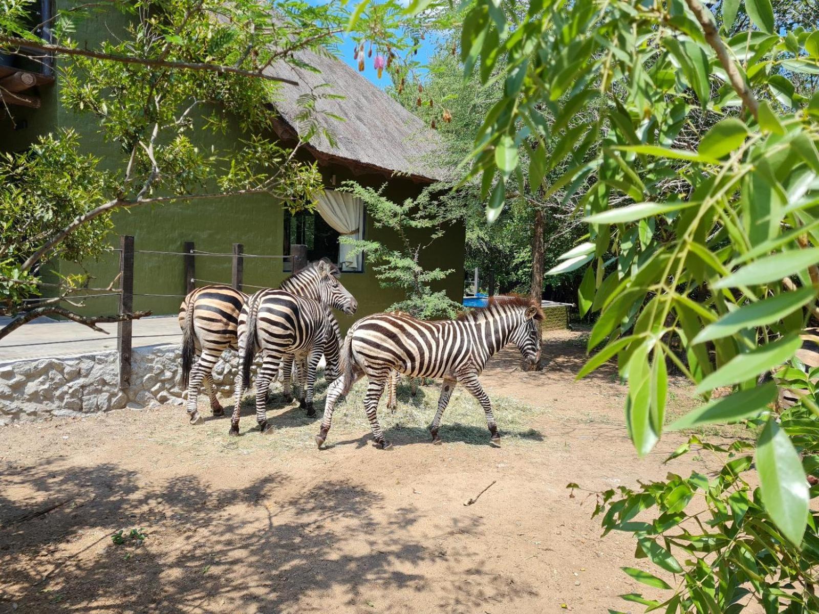 מרלות' פארק Croc Orvyll'S Kruger Lodge מראה חיצוני תמונה